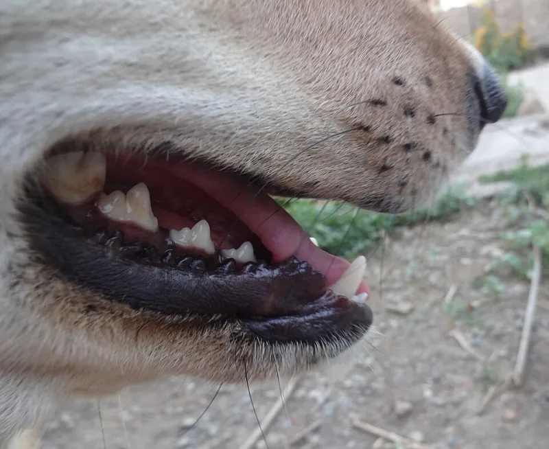 Shape It Right: How Mouth and Tongue Position Unlocks Clearer English Pronunciation